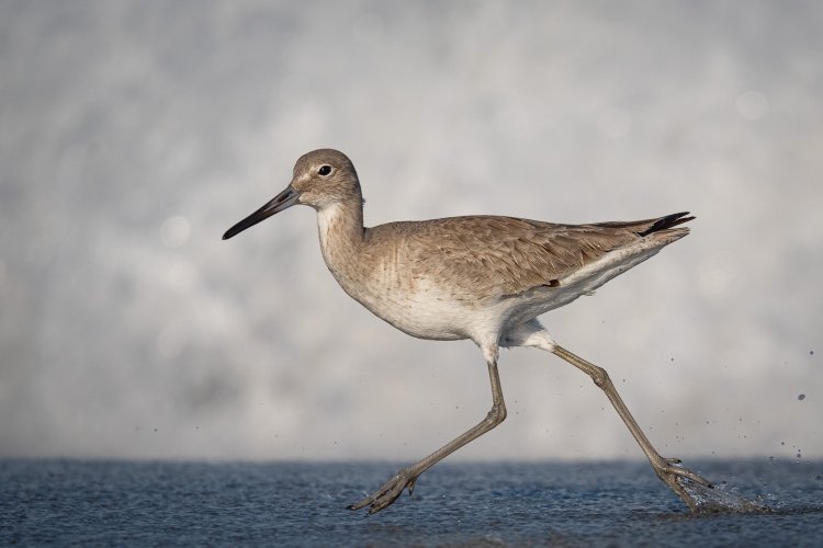 In Search of the Perfect Willet Photo