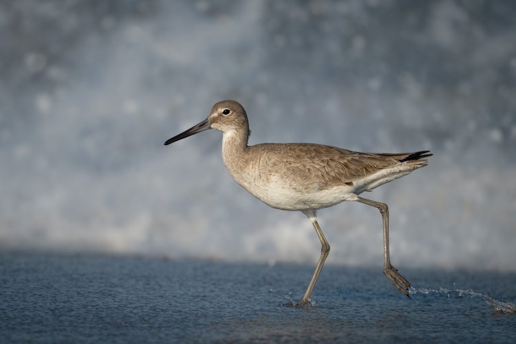 In Search of the Perfect Willet Photo