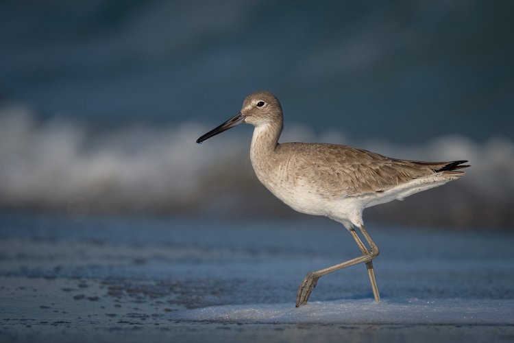 In Search of the Perfect Willet Photo