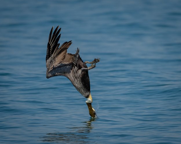 Brown Pelican Dive and Gulp