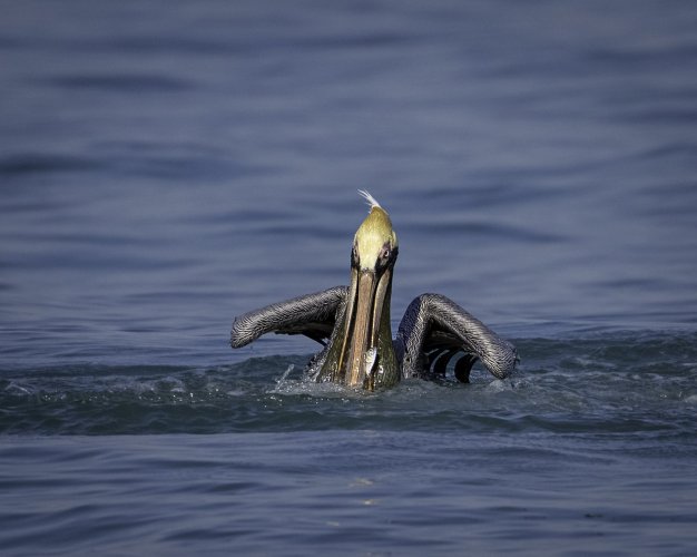 Brown Pelican Dive and Gulp
