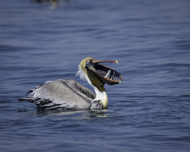 Brown Pelican Dive and Gulp