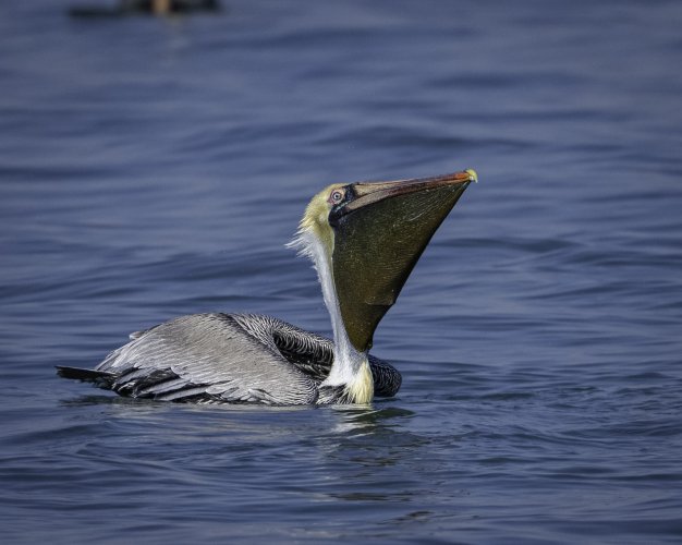Brown Pelican Dive and Gulp