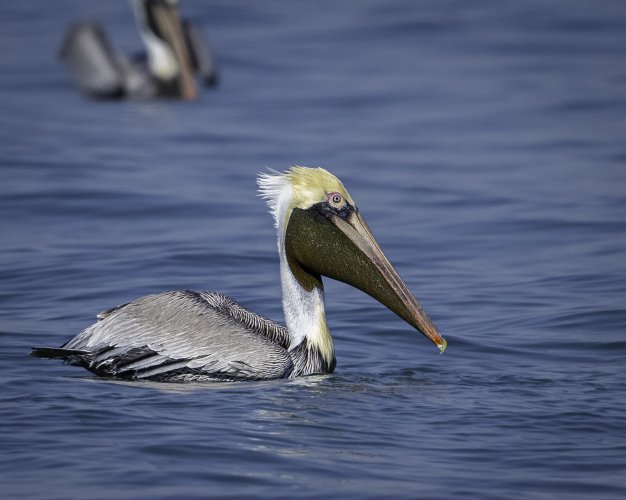 Brown Pelican Dive and Gulp