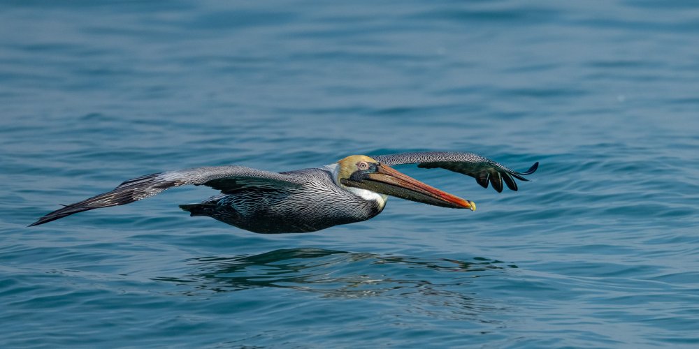 Pelican feeding frenzy