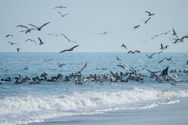 Pelican feeding frenzy