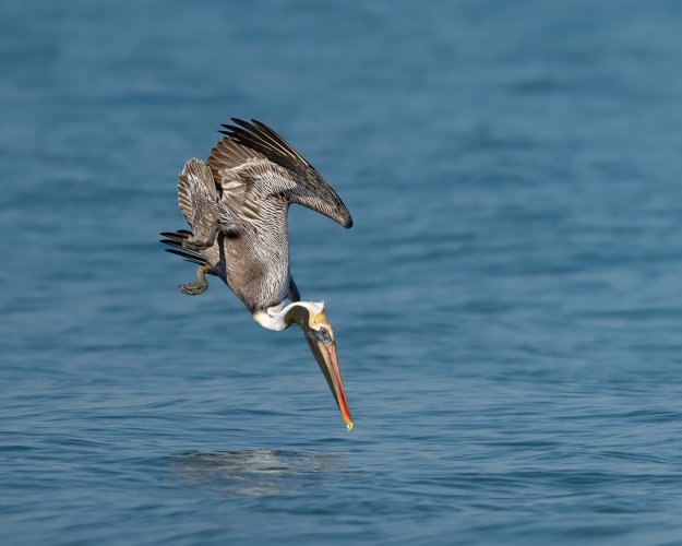 Pelican feeding frenzy