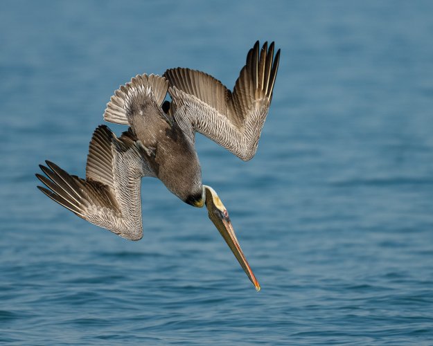 Pelican feeding frenzy