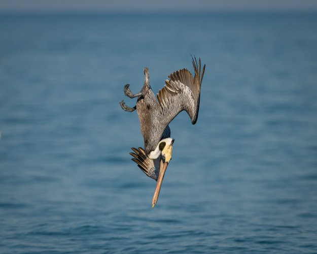 Pelican feeding frenzy