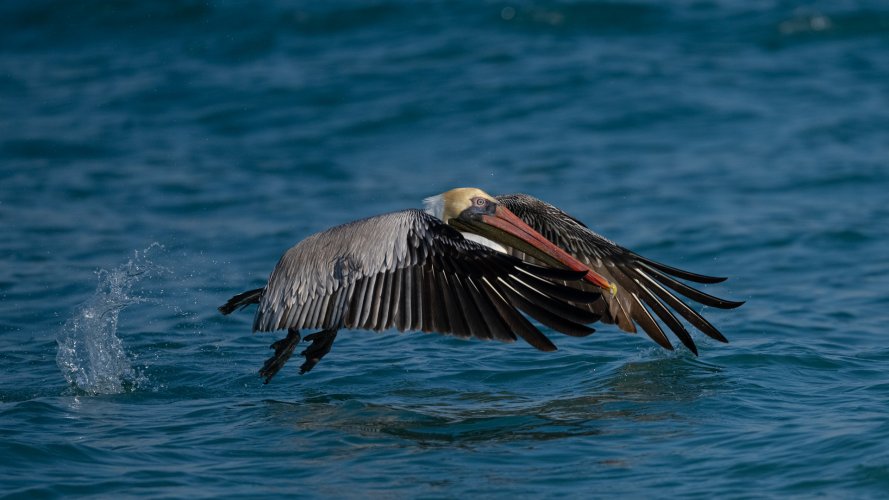 Pelican feeding frenzy