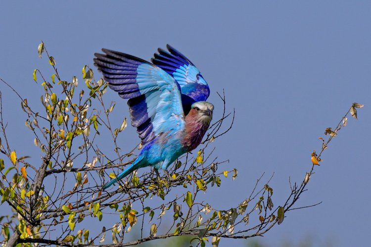 Pre-Capture & a Lilac-breasted Roller