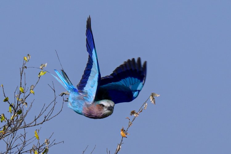 Pre-Capture & a Lilac-breasted Roller