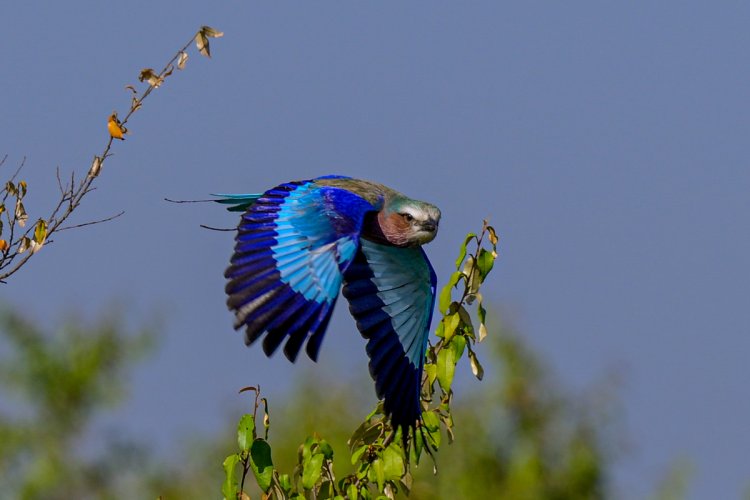 Pre-Capture & a Lilac-breasted Roller