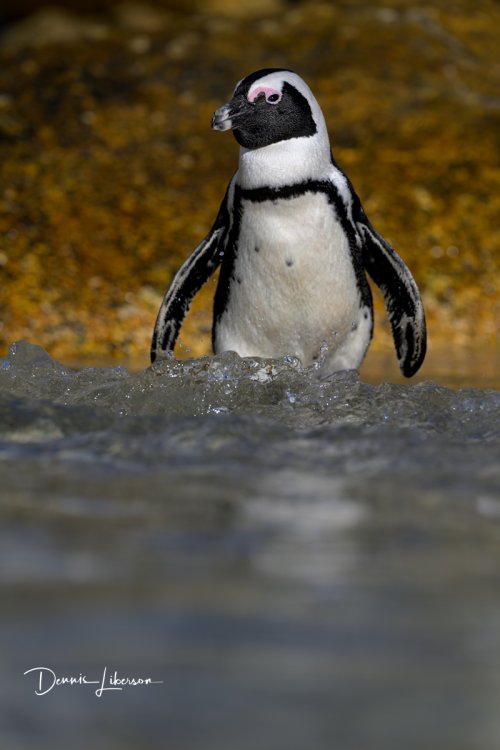 African Penguin at Boulders Beach, South Africa