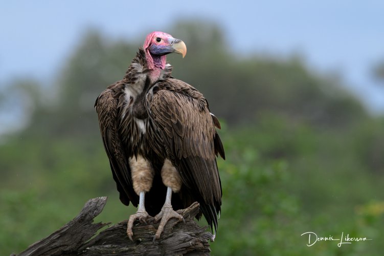 Lappet-faced Vulture - Mashatu Game Reserve, Botswana