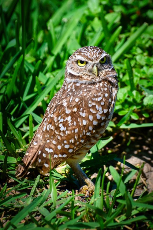 Burrowing Owl,  Marco Island FL.