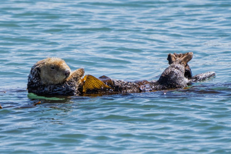 Morro Bay Wildlife