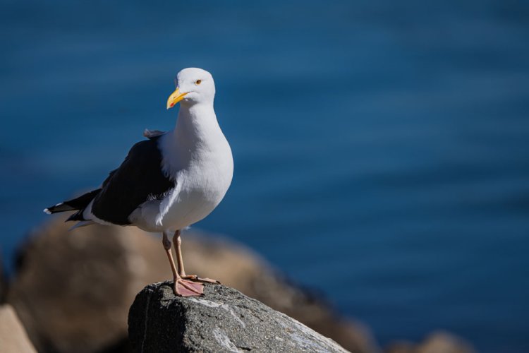 Morro Bay Wildlife