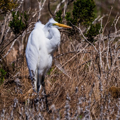 Morro Bay Wildlife