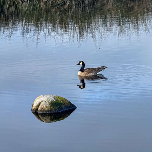Just a goose and a pair of gulls,
