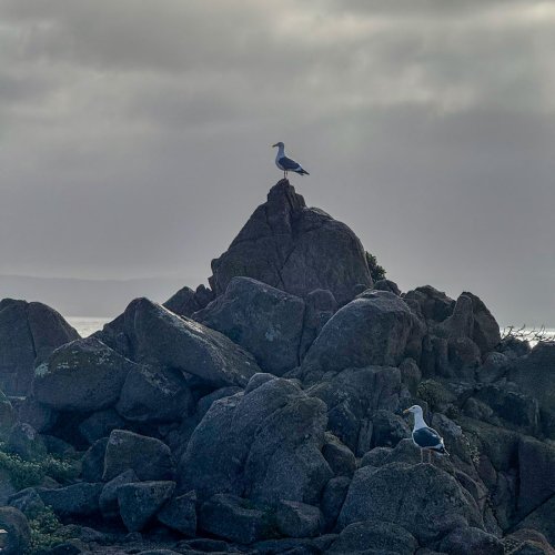 Just a goose and a pair of gulls,