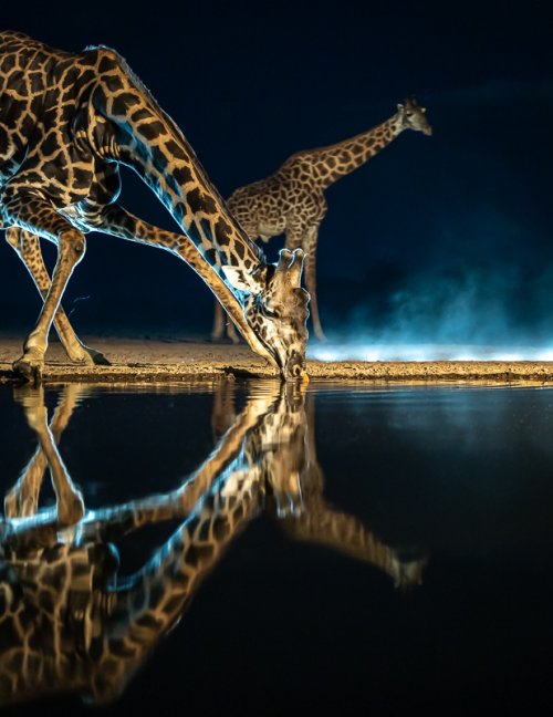 Images from the hide in Kenya