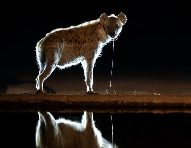 Images from the hide in Kenya