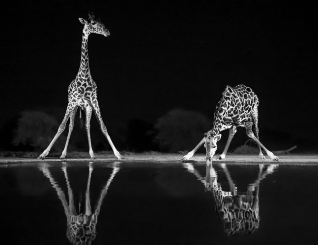 Images from the hide in Kenya