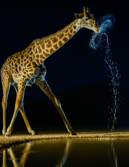 Images from the hide in Kenya