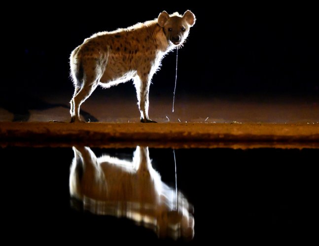 Images from the hide in Kenya