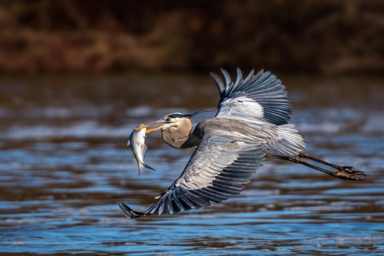 Fish delivery