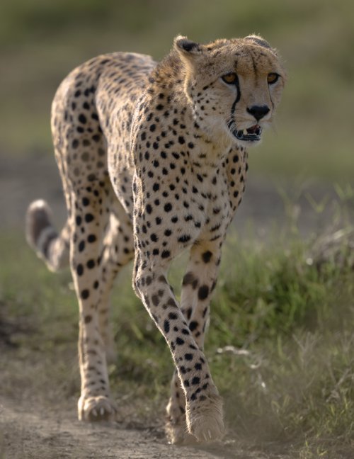 A Few More Kenya Cats