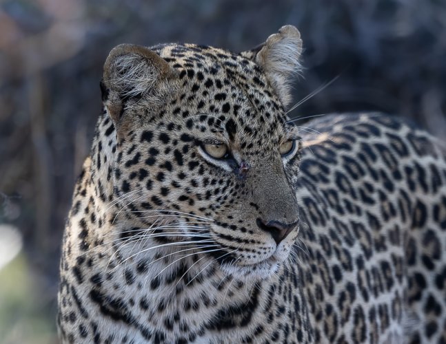 A Few More Kenya Cats
