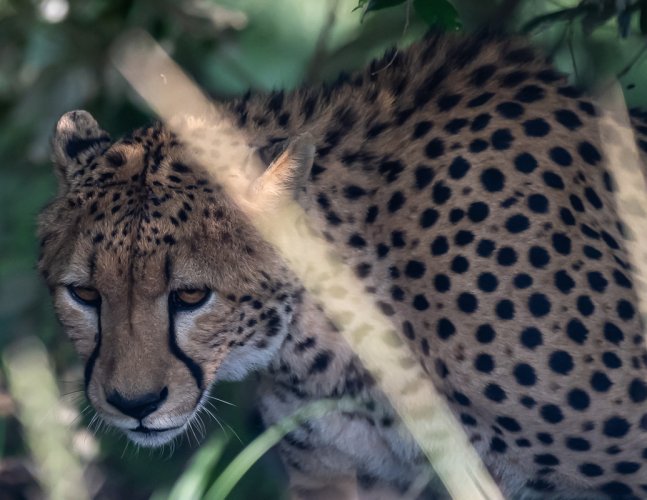 A Few More Kenya Cats