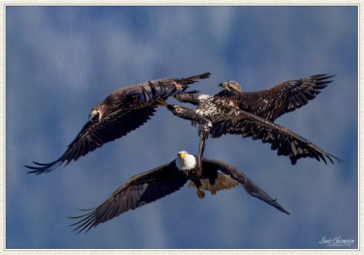 Aerial battles...eagles