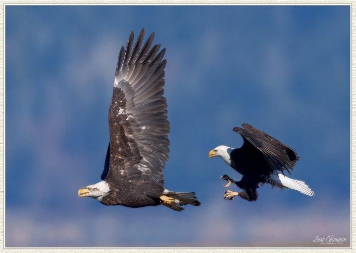 Aerial battles...eagles