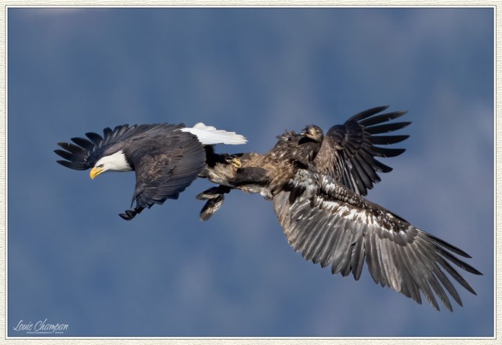 Aerial battles...eagles