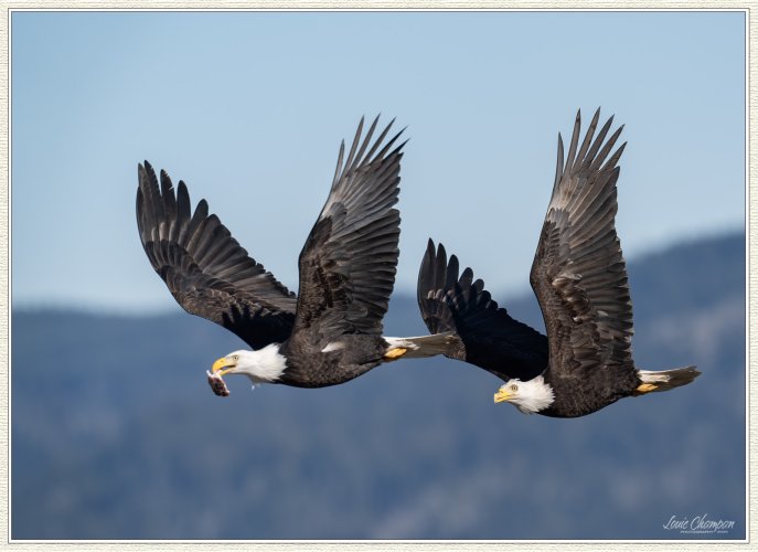 Aerial battles...eagles