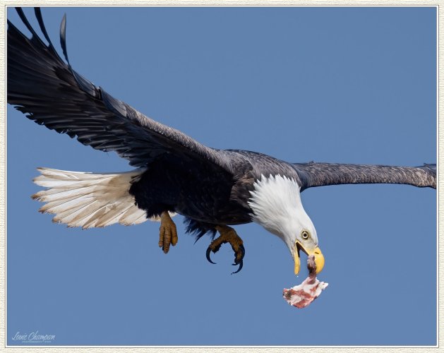 Aerial battles...eagles