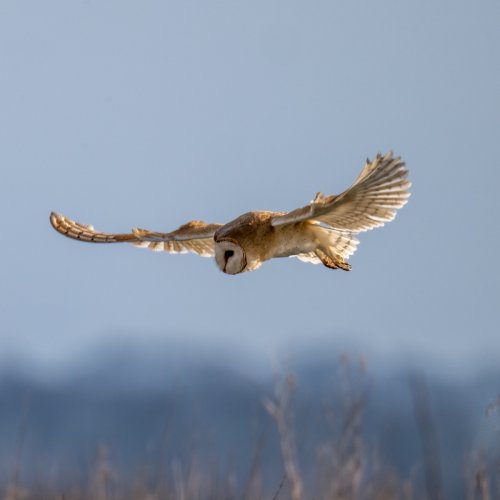 A Sunny Barn Owl