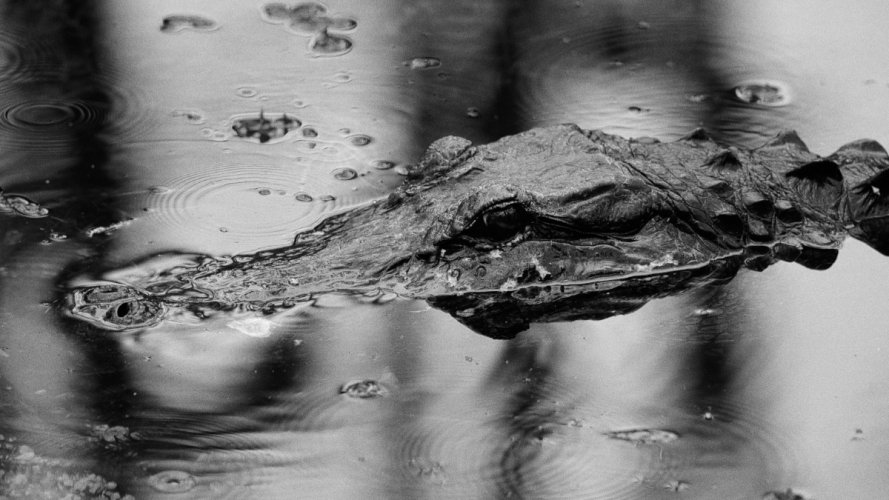 Eyeballs and Nostrils.  A few gator pics from Everglades Loop Trail