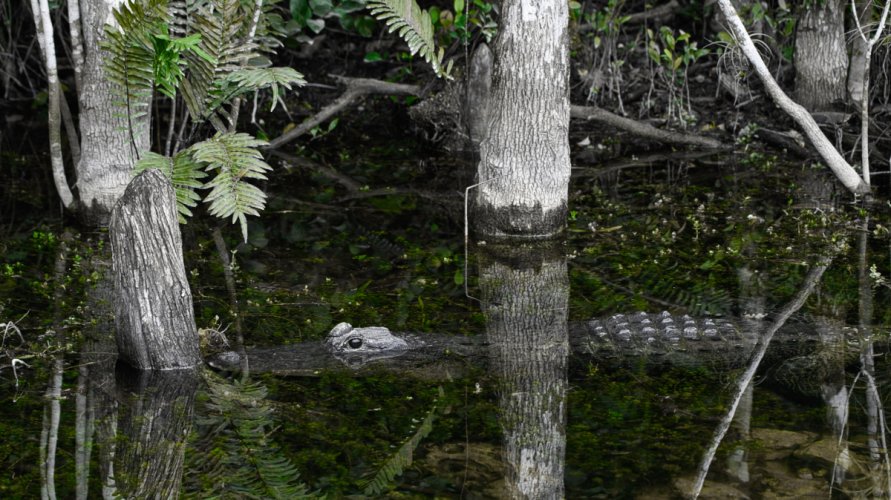 Eyeballs and Nostrils.  A few gator pics from Everglades Loop Trail