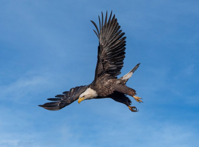 Eagles