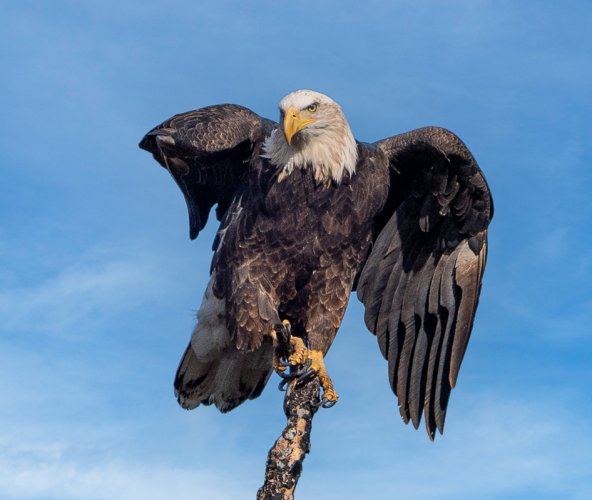 Eagles