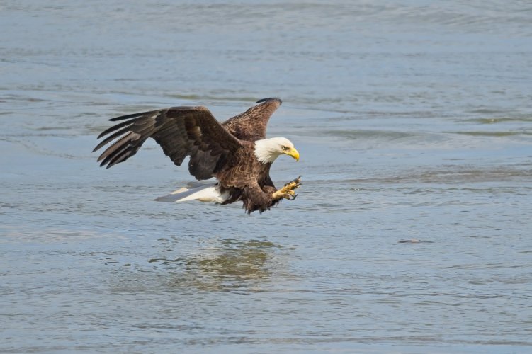 Eagle Strike000-topaz-sharpen-denoise.jpg