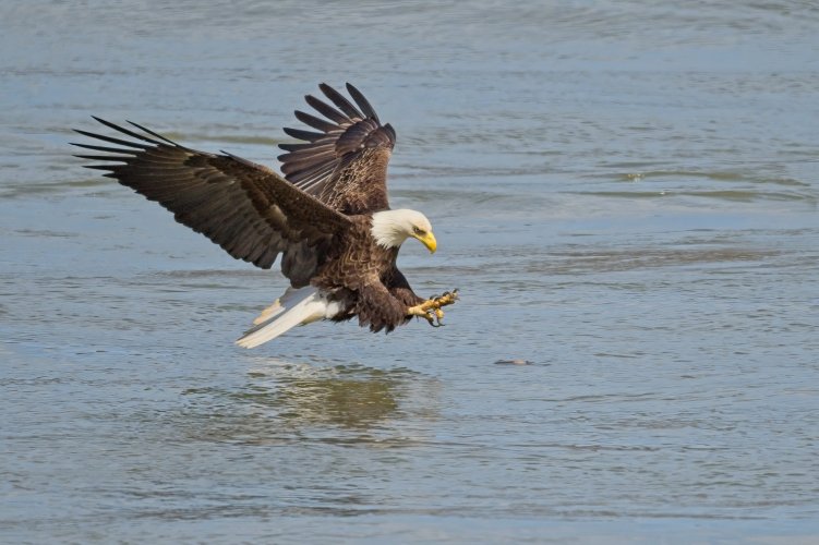 Eagle Strike001-topaz-sharpen-denoise.jpg