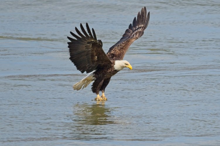 Eagle Strike003-topaz-sharpen-denoise.jpg