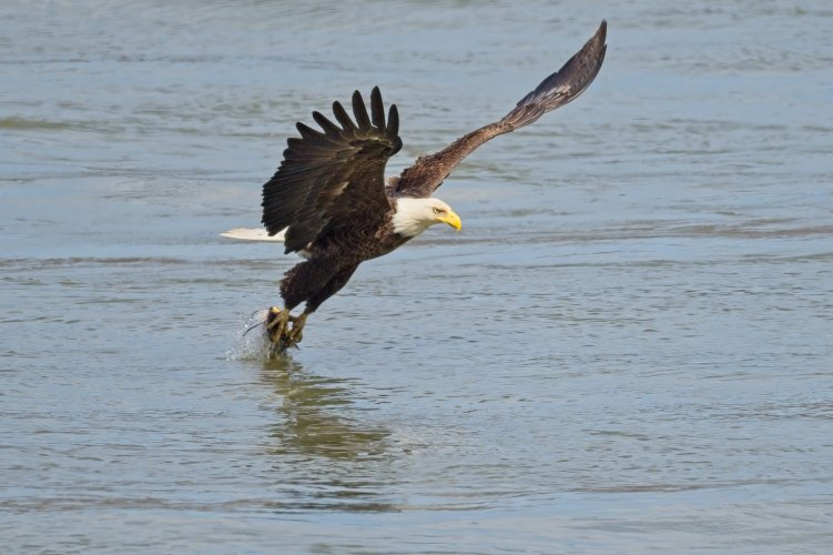 Eagle Strike004-topaz-sharpen-denoise.jpg