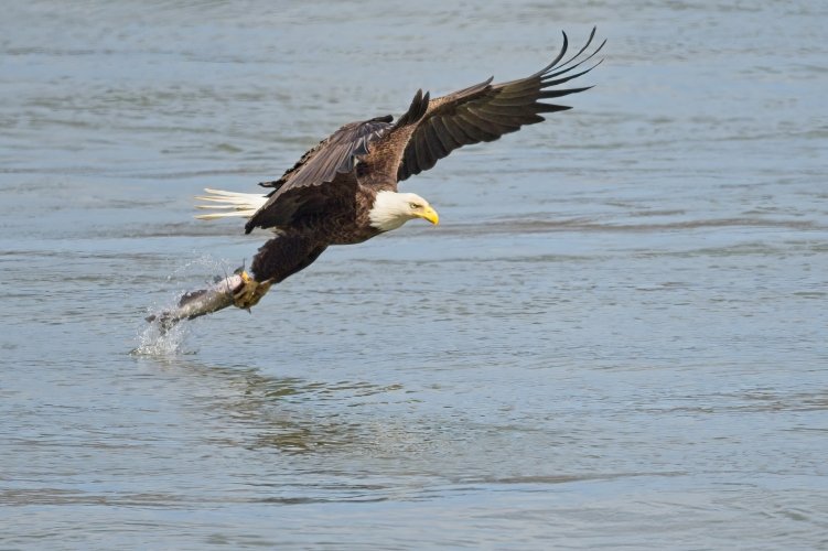 Eagle Strike005-topaz-sharpen-denoise.jpg