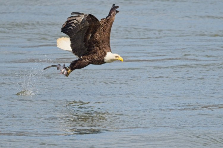 Eagle Strike006.jpg